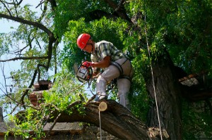 Каких ошибок нужно избегать при валке деревьев?   Спилить дерево в Киеве